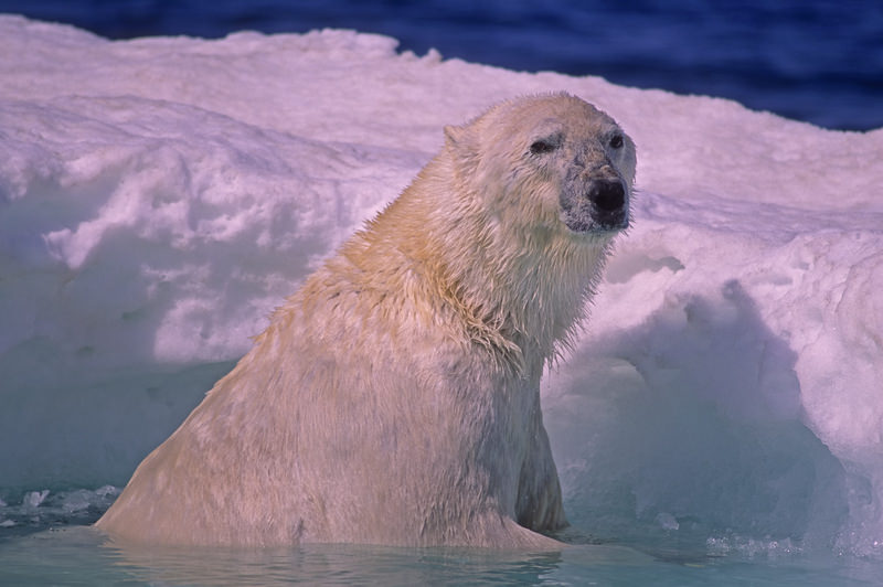polar bear arctic ice