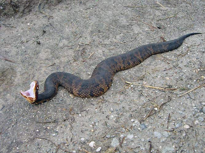 Cottonmouth