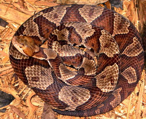 northern_copperhead