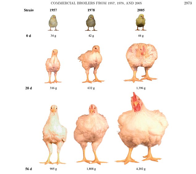 Growth, efficiency, and yield of commercial broilers from 1957, 1978, and 20051