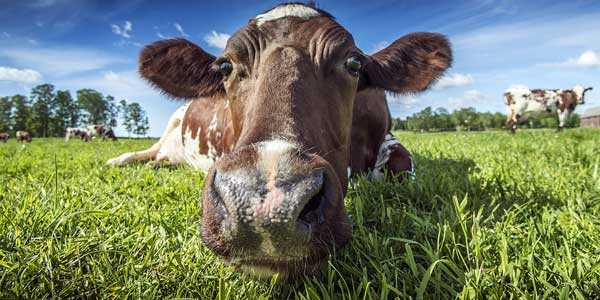 Cow in field