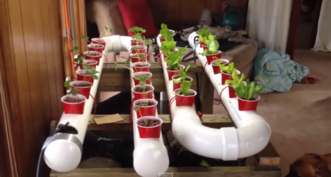 Easily Grow Organic Veggies & Fish At Home – A Simple Aquaponic System