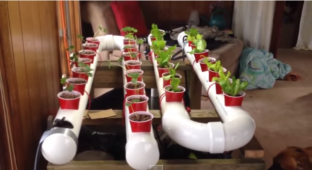 Easily Grow Organic Veggies & Fish At Home – A Simple Aquaponic System