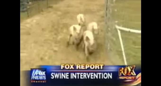 Texas Man Holds Pig Races to Protest Islamic Neighbor’s Request to Move or Get Rid of Pigs