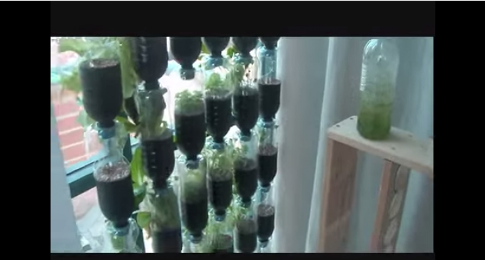 Hanging Bottle Garden: Your Urban Indoor Greenhouse