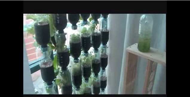 Hanging Bottle Garden: Your Urban Indoor Greenhouse