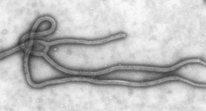 Lawrenzi, MD: The US Is Covering Up Number Of Ebola Cases