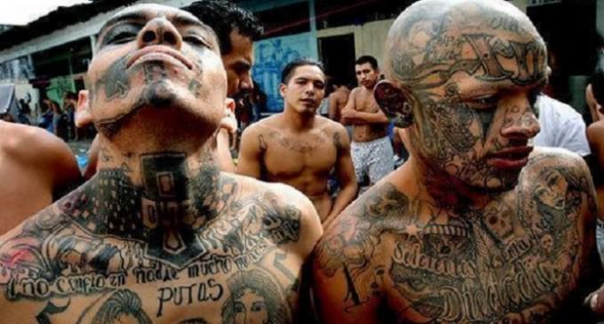 CNN Sympathizes with MS-13 Gang Members: “Trump Makes Us Stronger”