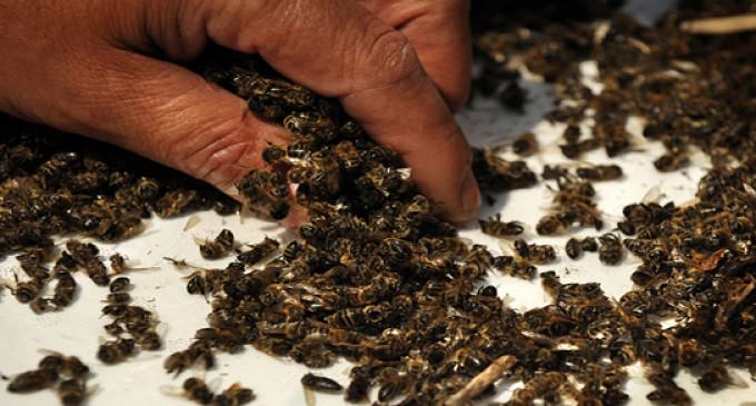 37 Million Bees Die Right After Large GMO Corn Field Planting