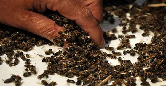 37 Million Bees Die Right After Large GMO Corn Field Planting