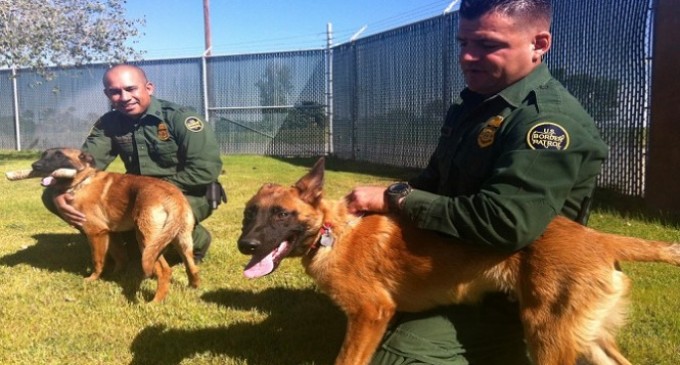 Illegal Sues Border Patrol For Dog Bites Received During His Drug Arrest