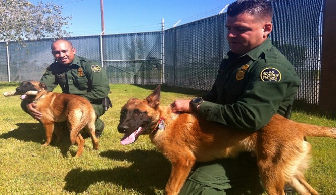 Illegal Sues Border Patrol For Dog Bites Received During His Drug Arrest