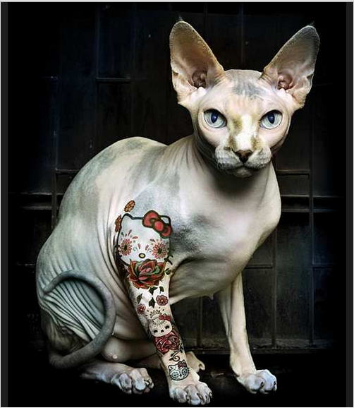 Cuomo’s NYC: Tattoo Your Dog And You Will Receive A $250 Fine And 15 days In Jail