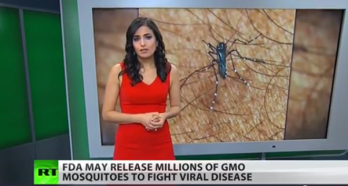 Millions Of GMO Mosquitos To Be Set Loose In Florida?