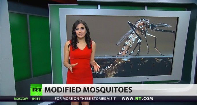 GMO Mosquitoes Heading to the Florida Keys