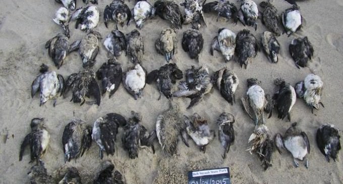 ‘Unprecedented’ Mass Death of Seabirds in Western U.S. Baffles Experts