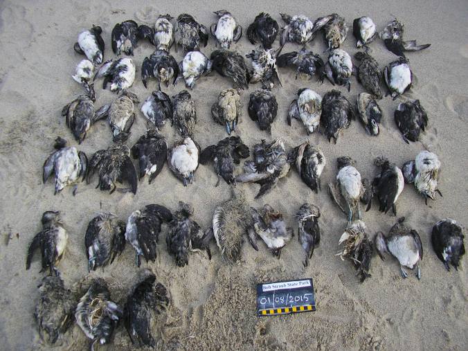 ‘Unprecedented’ Mass Death of Seabirds in Western U.S. Baffles Experts