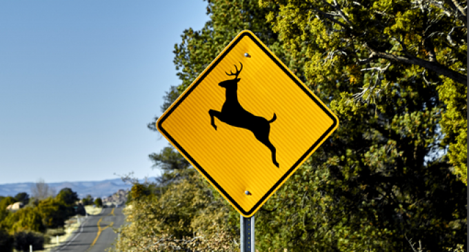 Please Move Deer Crossing Signs Off Interstates So They Cross Somewhere Else