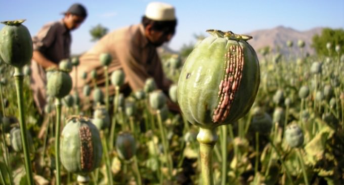 ISIS Burning Down Opium Fields In Afghanistan