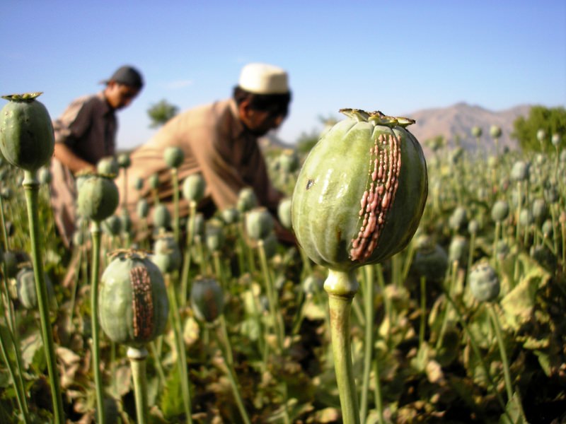 ISIS Burning Down Opium Fields In Afghanistan