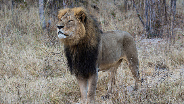 This Shipping Company Is Rising Above “Cecil” Insanity