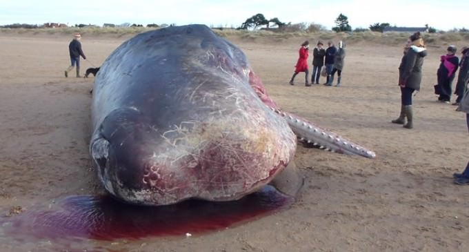 NOAA Probe 30 Dead Whales Off Alaska
