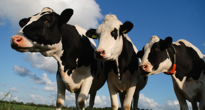 Florida Department Of Agriculture Demands Family Run Dairy Farm Label Milk “Imitation”