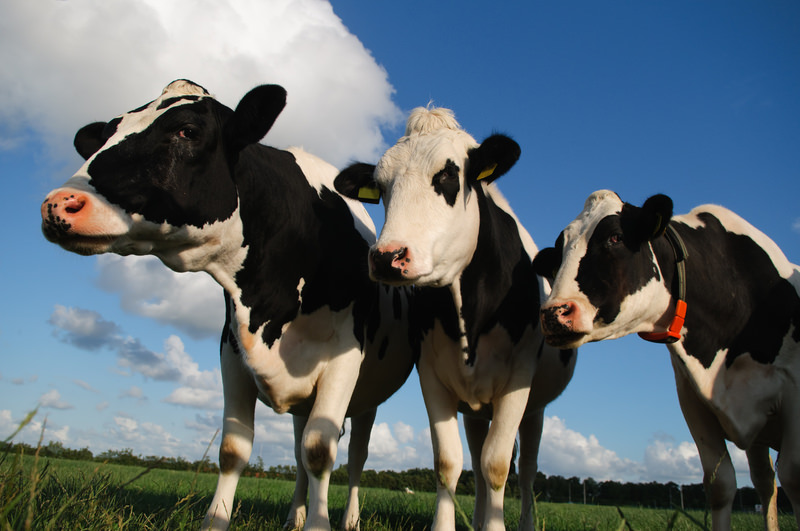 Florida Department Of Agriculture Demands Family Run Dairy Farm Label Milk “Imitation”