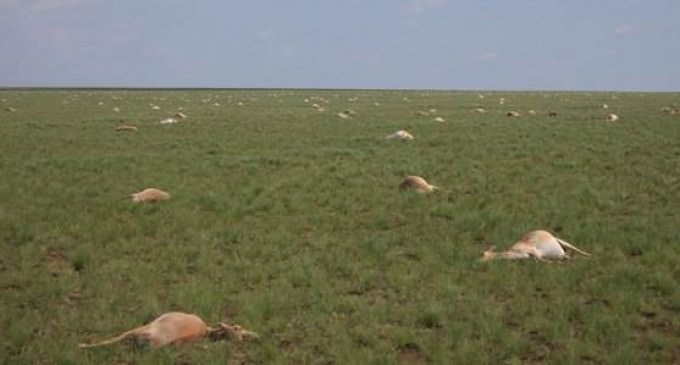 60,000 Antelope Dies Within Four Days, Nobody Can Say Why