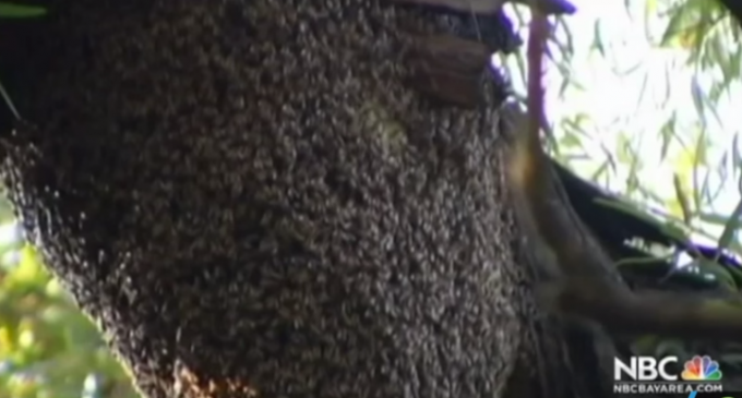 Killer Bees Invade San Francisco Bay Area