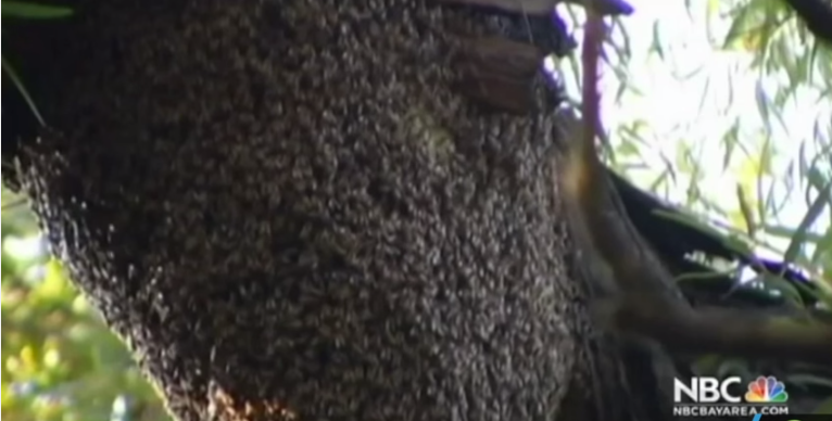Killer Bees Invade San Francisco Bay Area