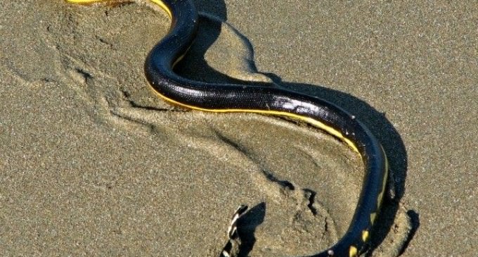 El Nino Brings Deadly Sea Snakes to California