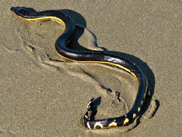 El Nino Brings Deadly Sea Snakes to California