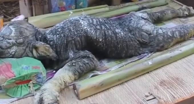 Villagers Pray Upon Finding Terrifying Creature, ‘Cross Between Crocodile and a Buffalo’