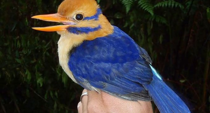 Scientist Takes First-Ever Photo of Rare Bird…then Snuffs It for Science