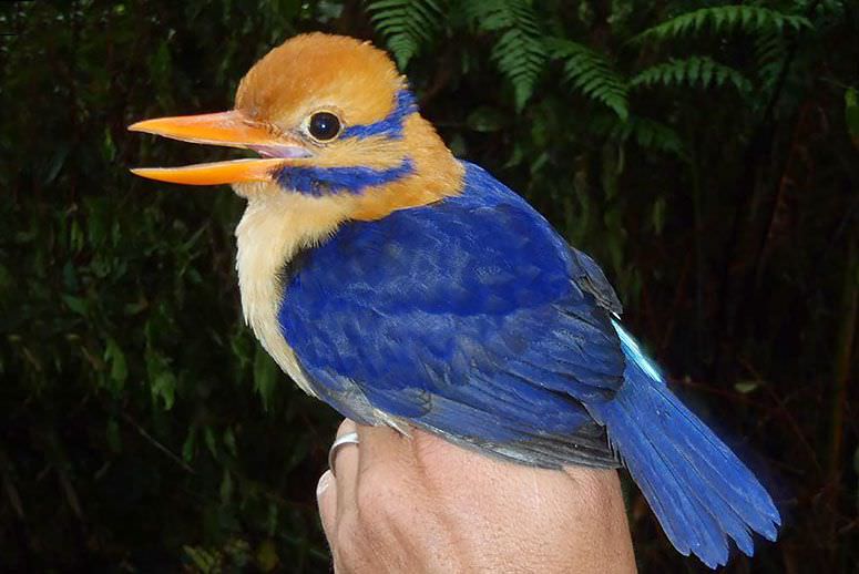 Scientist Takes First-Ever Photo of Rare Bird…then Snuffs It for Science