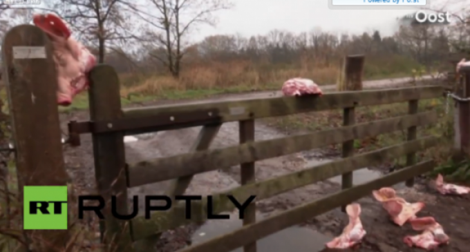 Local Authorities Label Use of Pig Heads Against Migrants As ‘Environmental Crime’