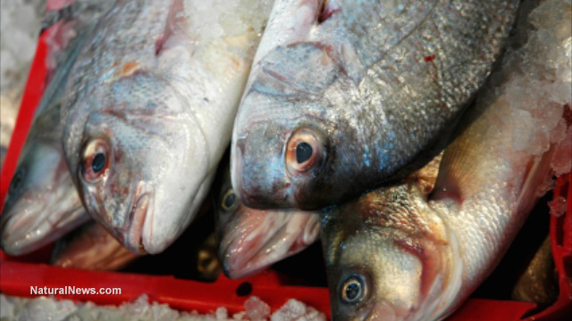 Massive Bloody Tumors Turning Up More Frequently in Pacific Marine Life