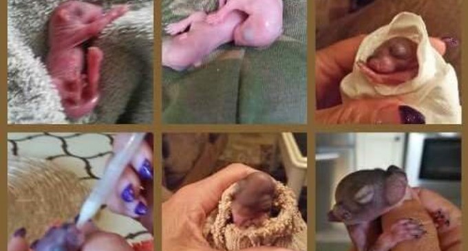 New Jersey Woman Faces $1000 Fine For Aiding Baby Squirrels