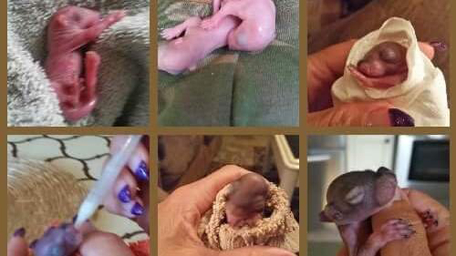 New Jersey Woman Faces $1000 Fine For Aiding Baby Squirrels