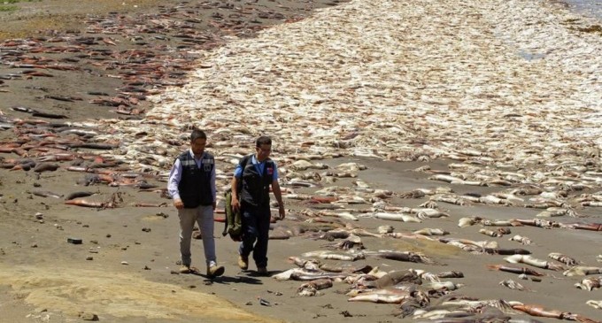 Thousands of Dead Squid Wash Up on the Shores of Chile, Fukushima Related?