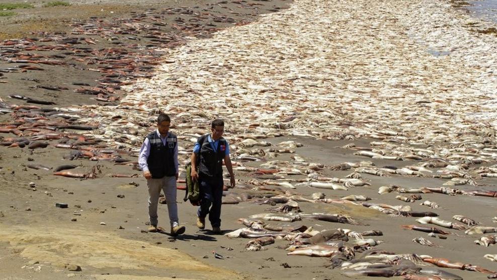 Thousands of Dead Squid Wash Up on the Shores of Chile, Fukushima Related?