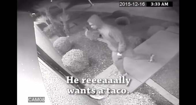 Mexican Restaurant Releases Video of ‘Taco Burglars’ Breaking Into Their Store