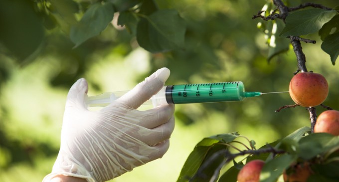 Federal Judge Overturns Hawaii Ordinance Banning GMOs