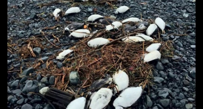 Massive Bird Die-off Is Largest Ever Recorded