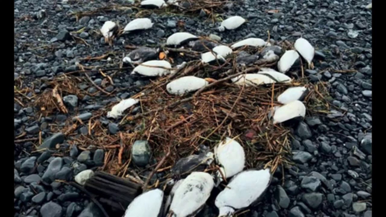 Massive Bird Die-off Is Largest Ever Recorded