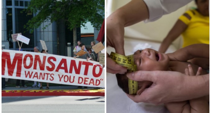 Does Monsanto cause Microcephaly, a Symptom of the Zika Virus?