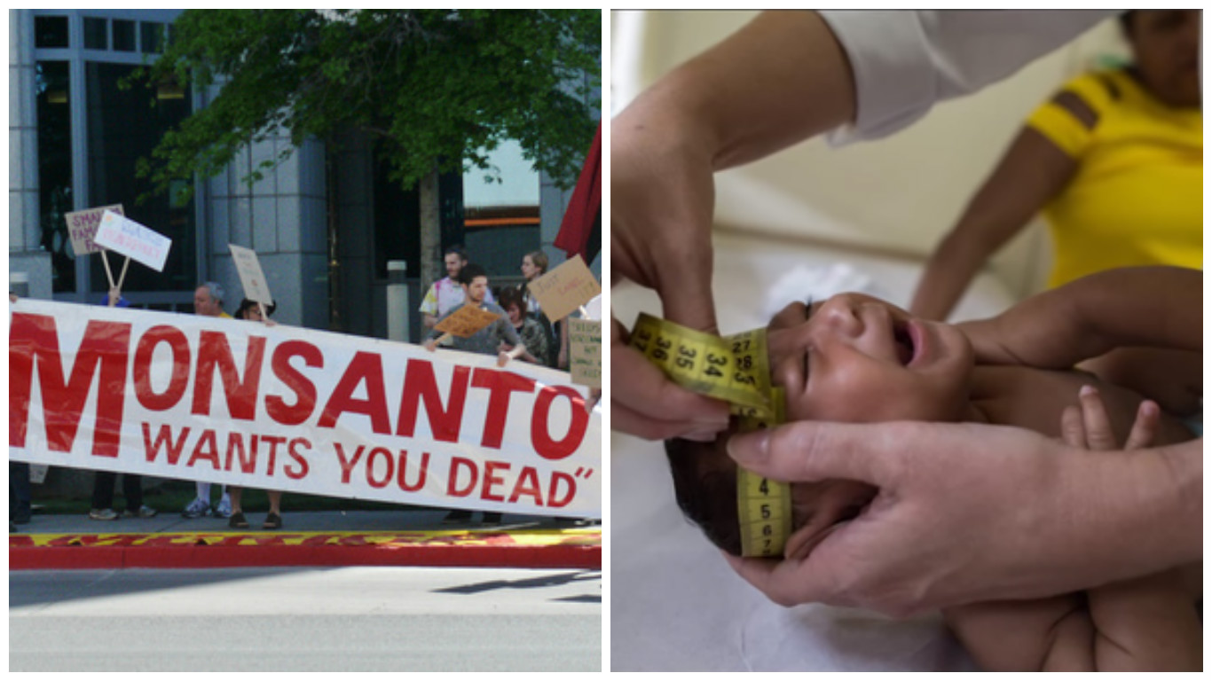 Does Monsanto cause Microcephaly, a Symptom of the Zika Virus?