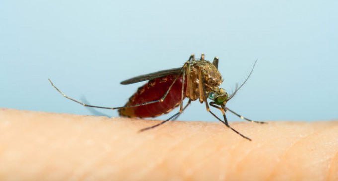 Make a Pesticide-Free Mosquito Trap