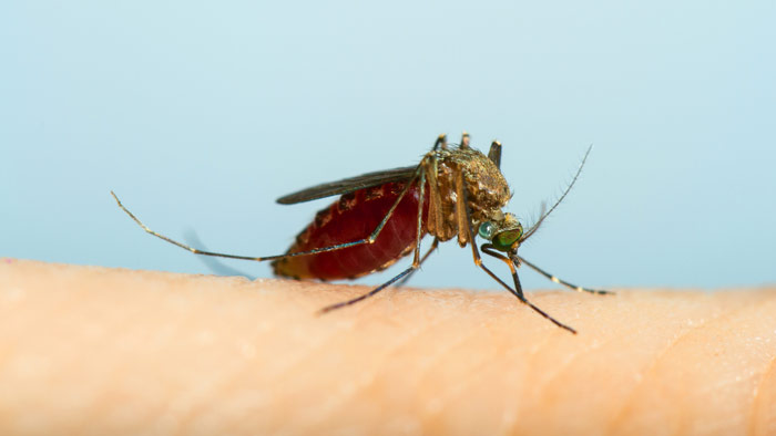 Make a Pesticide-Free Mosquito Trap